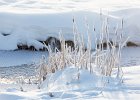 Judy Smith - Frozen Grasses, Yellowstone NP